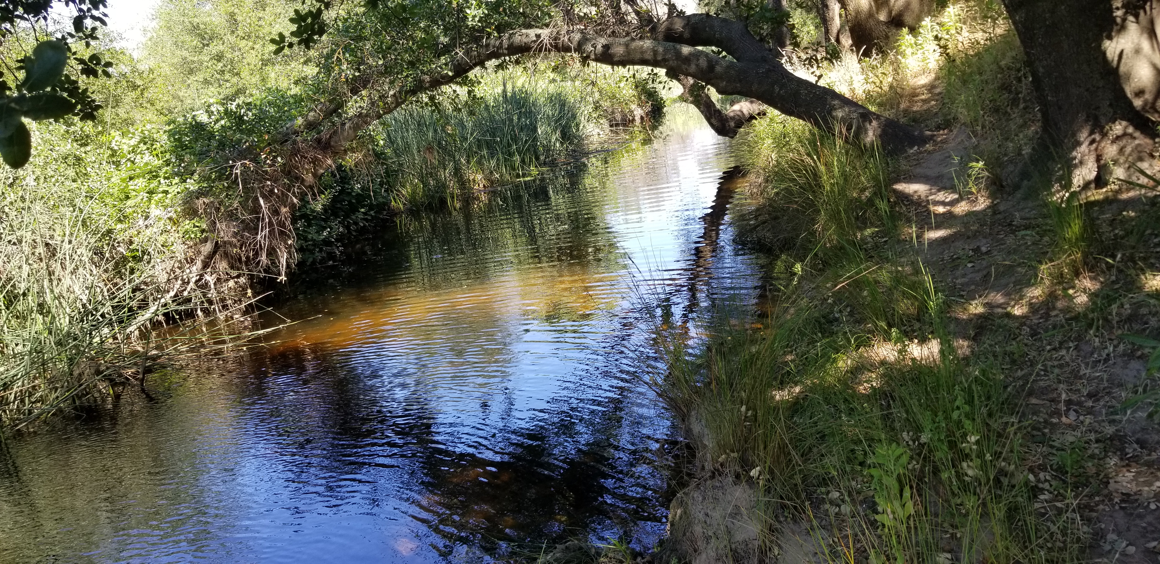 Tadpole Habitat