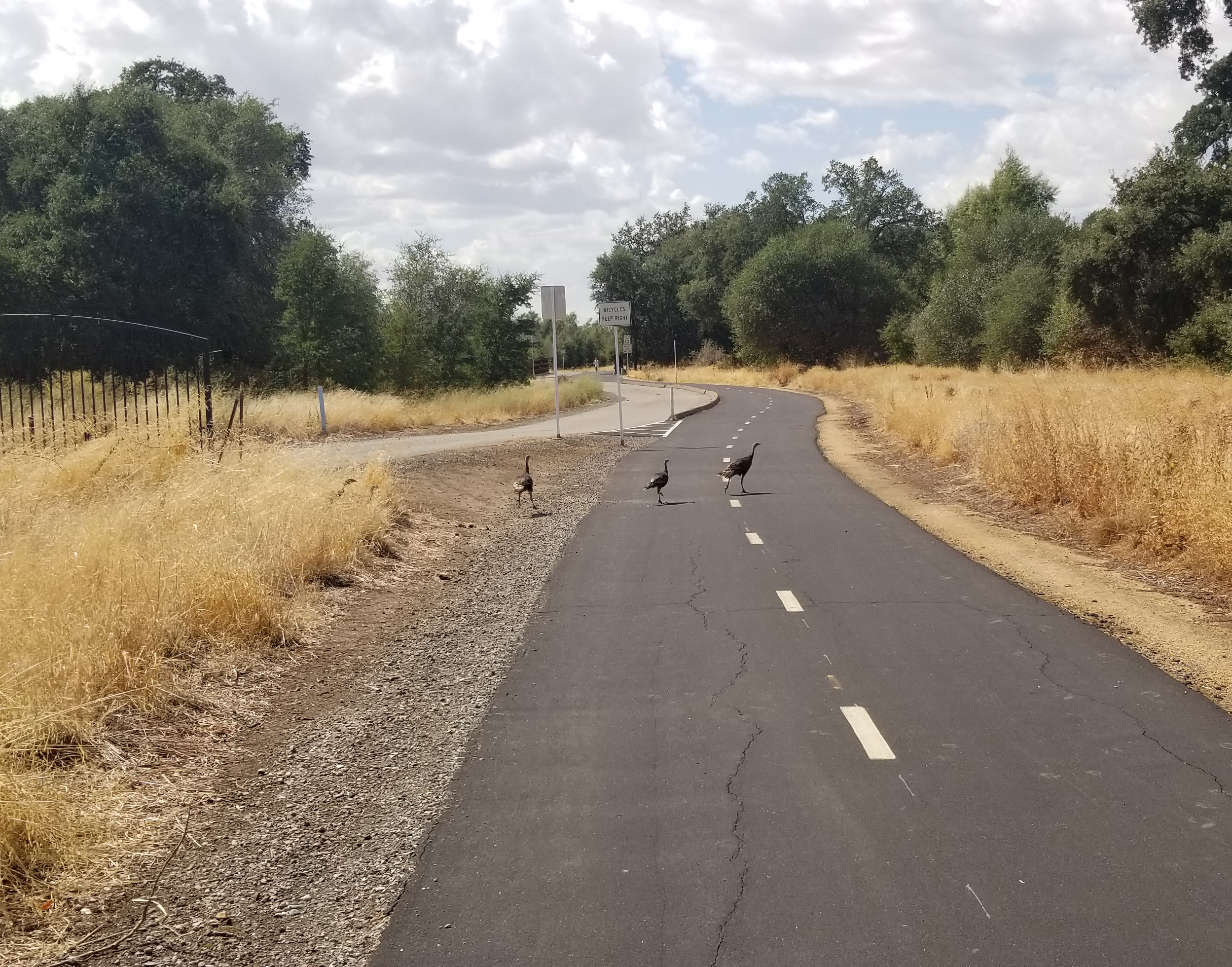 Scooter Ride And Flock of Turkeys