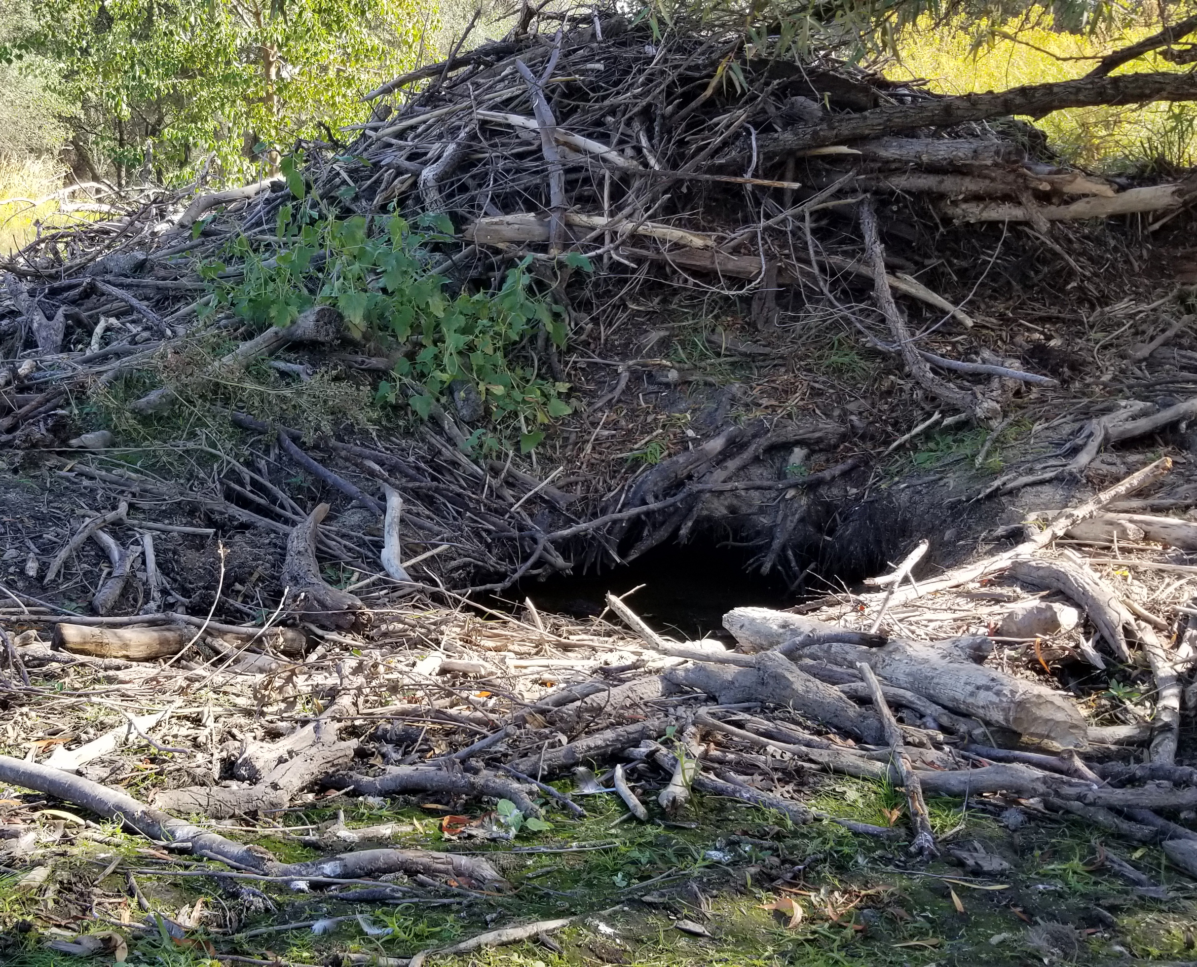 Beaver Dam