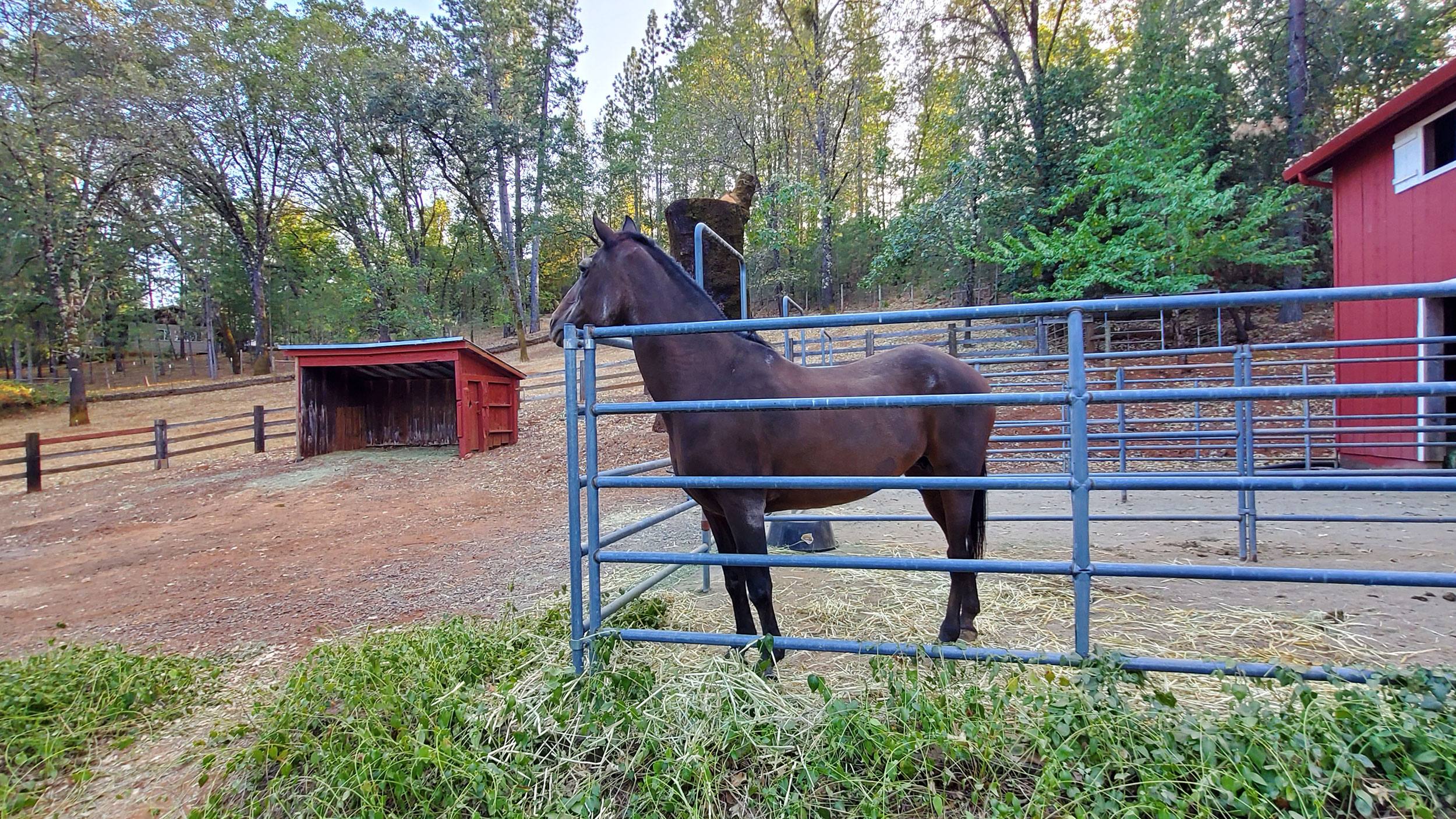 Delilah The Horse