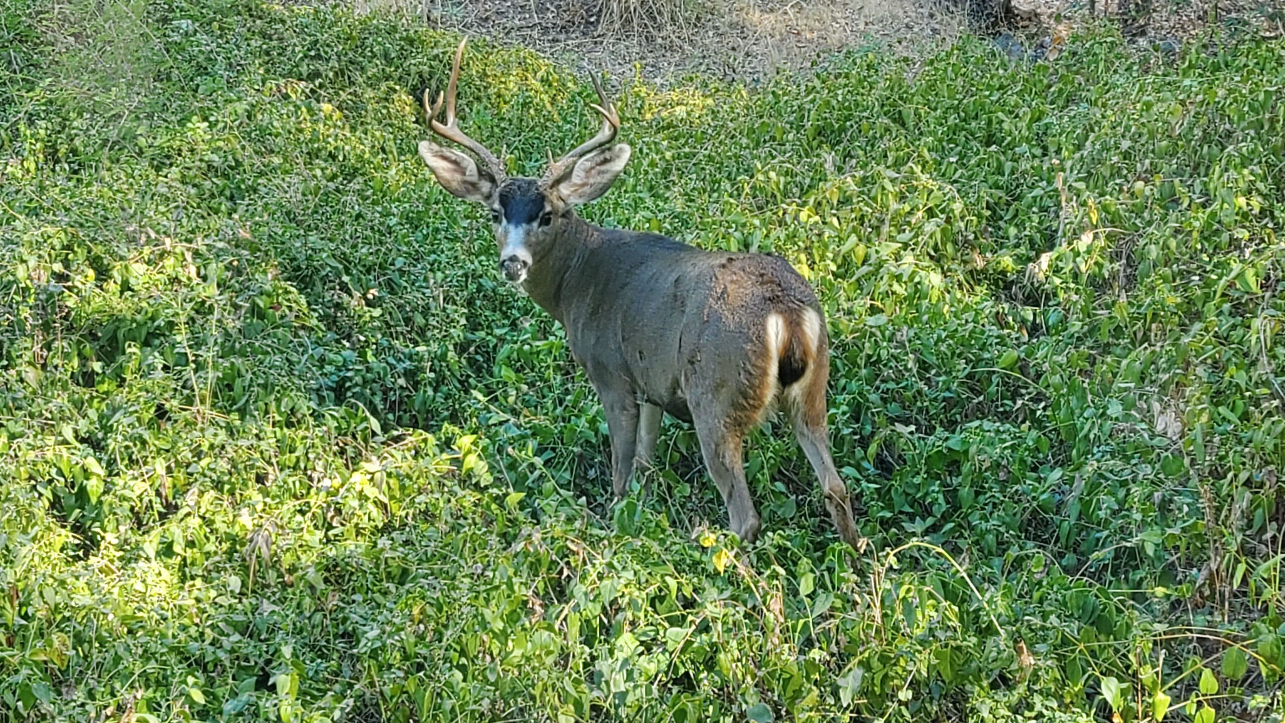 Neighborhood Deer